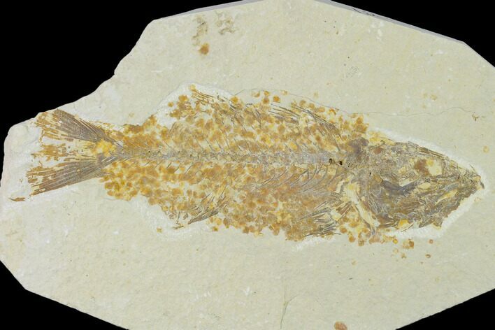 Bargain, Fossil Fish (Mioplosus) - Wyoming #138692